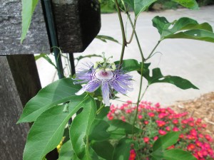 Passiflora incarnata