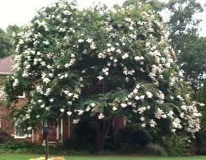 7-27-2013, My beautiful crape myrtle