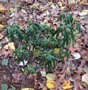 Illicium floridanum Pink Frost nipped by the cold