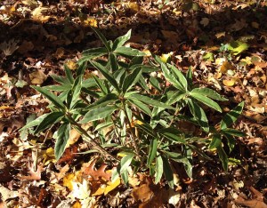 Illicium floridanum 'Pink Frost' warmed by the sun
