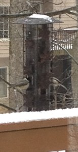 Although I enjoy seeing all the different kinds of birds that frequent my feeder, I think the chickadees are my favorites.