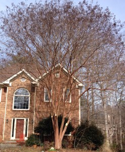 Lagerstroemia 'Natchez'