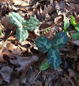 Trillium cuneatum Little Sweet Betsy