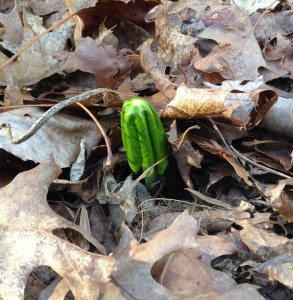 Podophyllum peltatum (May-apple)