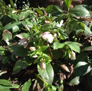 Helleborus orientalis - Lenten Rose