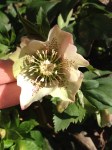 Helleborus orientalis (Lenten Rose)
