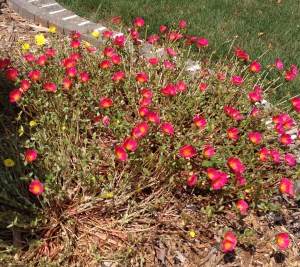 Purslane, Portulaca oleracea
