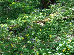 4-10-2014, The Pocket 5