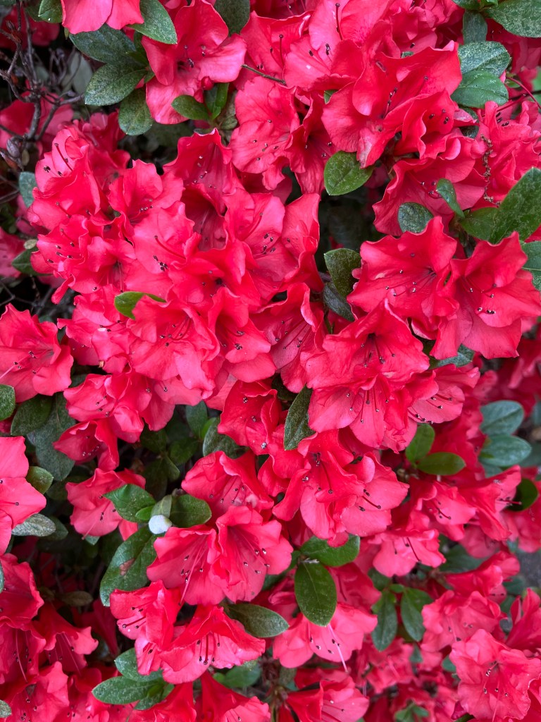 A small sample of the flowers adorning my springtime garden.